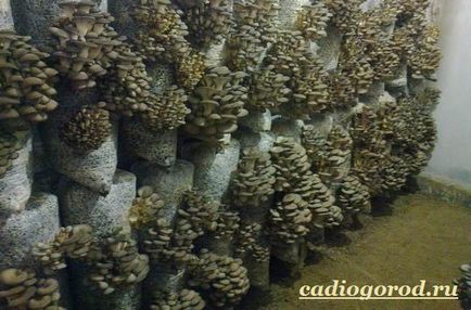 Oyster ciuperci (Pleurotus ostreatus) ciuperci stridie