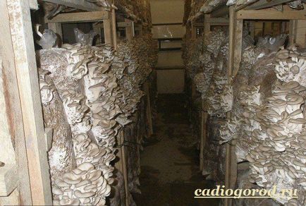 Oyster ciuperci (Pleurotus ostreatus) ciuperci stridie