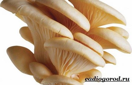 ciuperci stridie (ciuperci stridii. Cultivand ciuperci stridii. Care pentru ciuperci) ciuperci stridie