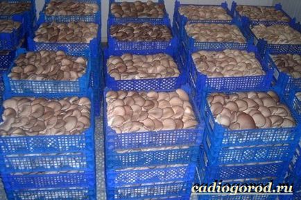 ciuperci stridie (ciuperci stridii. Cultivand ciuperci stridii. Care pentru ciuperci) ciuperci stridie
