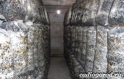 ciuperci stridie (cultivarea stridie în casă) ciuperci stridie