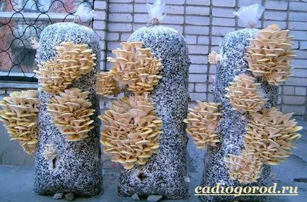ciuperci stridie (ciuperci stridii. Cultivand ciuperci stridii. Care pentru ciuperci) ciuperci stridie