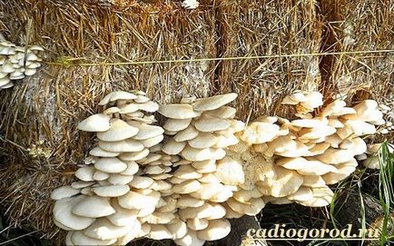 ciuperci stridie (creștere de ciuperci stridii) ciuperci stridie
