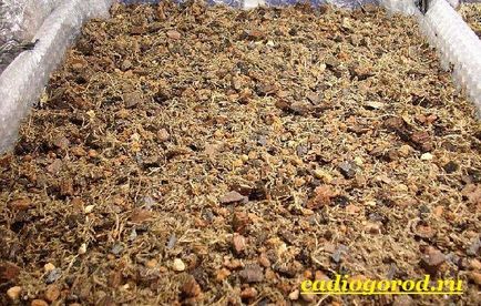 ciuperci stridie (creștere de ciuperci stridii) ciuperci stridie