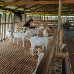 Cultivarea oilor la stâna acasă pentru oile cu propriile sale mâini