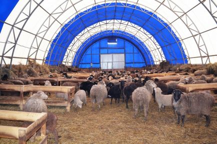 Cultivarea oilor la stâna acasă pentru oile cu propriile sale mâini