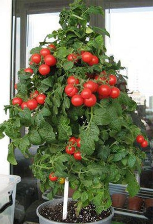 Cultivarea tomate pe pervazul ferestrei, în timpul iernii, îmi place grădina mea