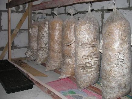 Cultivarea ciupercilor stridii la domiciliu - o sursă de profit și venituri