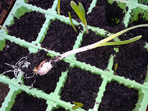usturoi de primăvară - plantare și îngrijire în cultivarea câmp deschis de usturoi din semințe; Curățare și stocare
