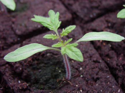 Pământul în seră pentru tomate (land) Pământul în seră pentru tomate