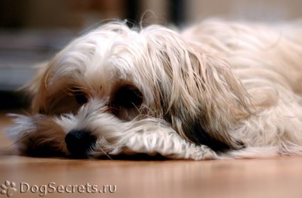 Staphylococcus aureus la câini simptome, tratament, fotografii