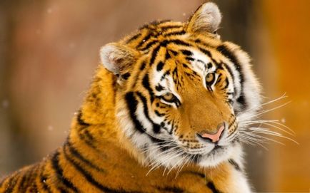 10 lucruri interesante despre tigri!
