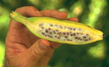 Bananele sunt diferite - albastru, galben, roșu