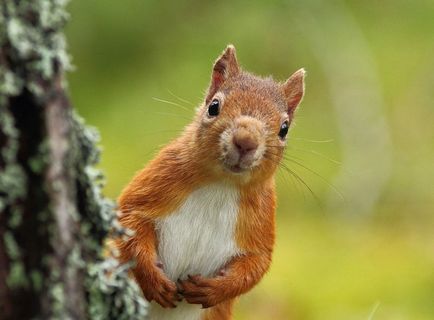 Squirrel maestru obișnuit salt dificil