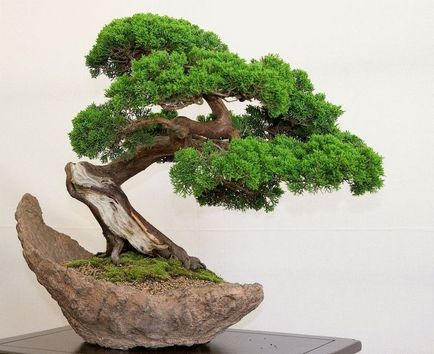 Bonsai cu mâinile - cum să crească un copac bonsai, lume de grădinărit