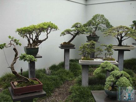 Bonsai cu mâinile - cum să crească un copac bonsai, lume de grădinărit