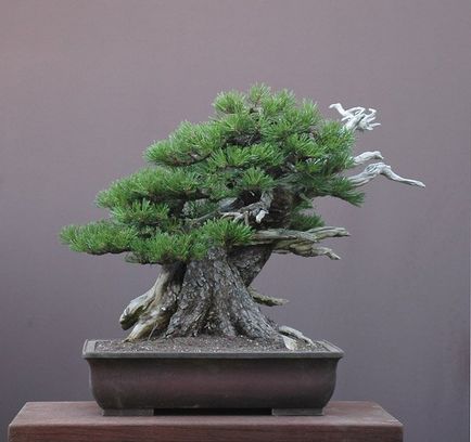 Bonsai master-class cu mâinile sale cum să facă un bonsai reală și artificială