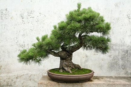 Bonsai master-class cu mâinile sale cum să facă un bonsai reală și artificială
