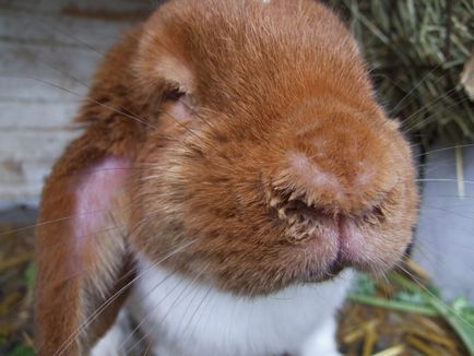Boala frecventă și periculoasă a simptomelor iepuri și tratamentul lor, metode de prevenire