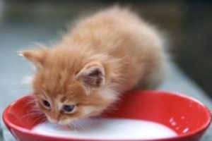 Ce să se hrănească o pisica in casa si ce principiile de bază care trebuie respectate