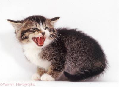 Ce se întâmplă dacă pisica a devenit agresiv