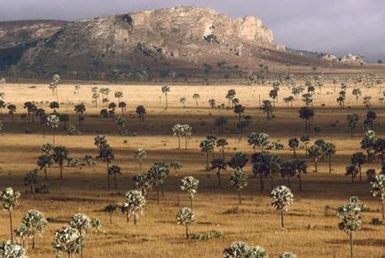 Ce este savane și savană în cazul în care acestea sunt în America de Sud