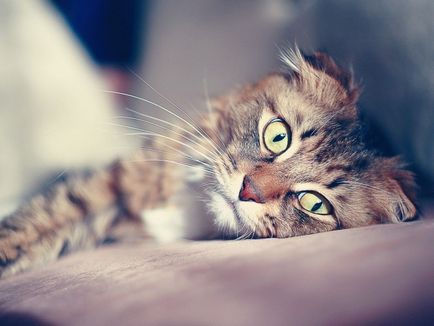 Depresia la pisici mit sau realitate?