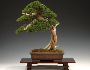 Bonsai copac cu mâinile lor - decor frumos pentru casa ta