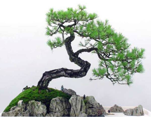 Bonsai copac cu mâinile lor - decor frumos pentru casa ta
