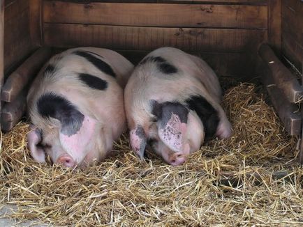 îngrășare efectivă a porcilor pentru carne la domiciliu