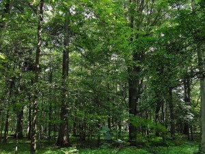 ecosistemul forestier (mixt, conifer, foioase, tropical) imagini, caracterizarea