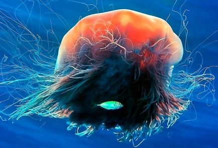 Date despre meduze otrăvitoare, strălucitoare, cea mai mare meduze din lume, dezbatere știință