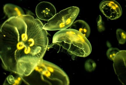 Date despre meduze otrăvitoare, strălucitoare, cea mai mare meduze din lume, dezbatere știință