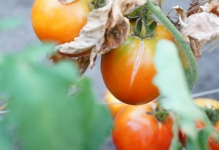 manei la tomate ca un material săditor lupta foto, prelucrare de remedii populare, tratamentul tomate