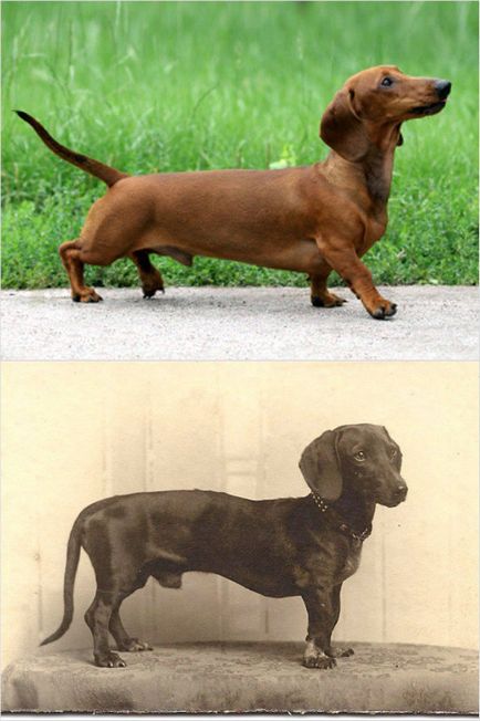 Teleobiectiv - arătau ca populare rase de câini în urmă cu 100 de ani
