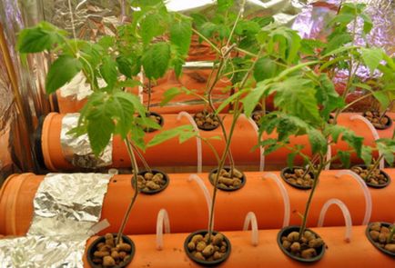 Hidroponia studiaza nuanțele de cultivare de tomate
