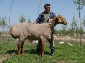 Hissar caracteristicile rasa de oi, în special de reproducere, cea mai mare oaie din lume