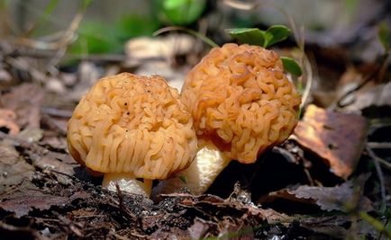 Morel ciuperci - fotografie și descrierea a ceea ce arata ca, în cazul în care crește