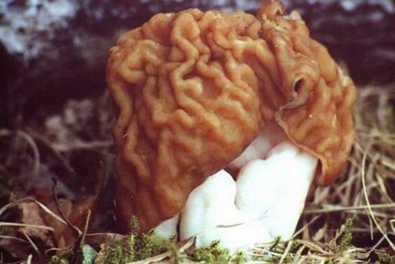 Morel ciuperci - fotografie și descrierea a ceea ce arata ca, în cazul în care crește