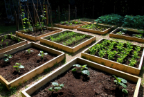Paturi pentru gradina (37 poze) grădină frumoasă la modul de a face cutii în mâinile lor, este mai bine pentru a aranja