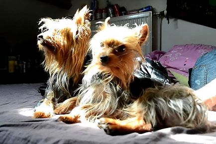 îngrijire și întreținere Yorkshire Terrier, foto și video