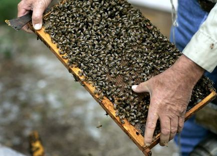 Cum albinele butași de primăvară cu experiență apicultori
