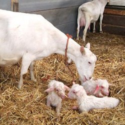 Cum să mulgă o capră după fătare, în cazul în care se lasă să se apropie de copii