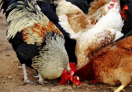 Cum și ce să se hrănească găinile ouătoare la domiciliu în timpul iernii și de vară