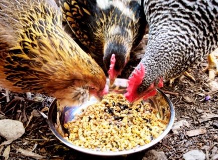 Cum și ce să se hrănească găinile ouătoare la domiciliu în timpul iernii și de vară