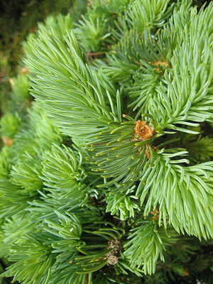 Care sunt conifere miniaturale și arbuști