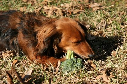 Ce fel de legume poate fi un câine