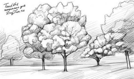 Cum de a desena un copac de arțar
