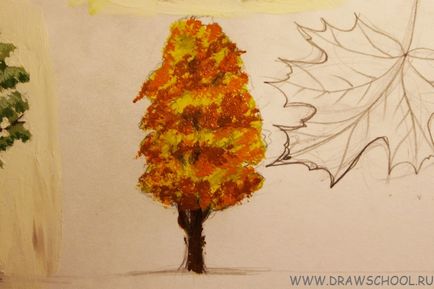 Cum de a desena un arțar și arțar culori frunze