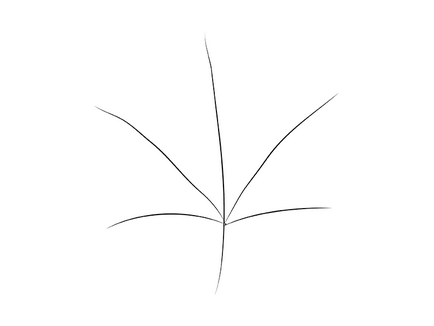 Cum de a desena o frunză de arțar